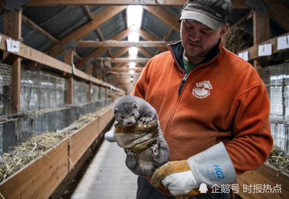 美国养殖场上万只水貂死于新冠