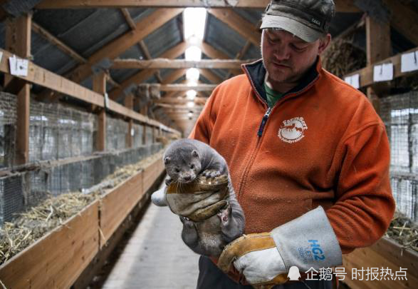 美國多州養殖場,暴發動物新冠疫情:1萬隻水貂被人傳染後死亡?