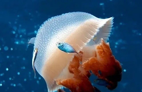 瞄准:牧鱼苏文谦为何改名叫曾思过?这段往事,让牧鱼和水母对立