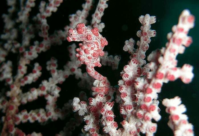 一大波自然界的伪装大师来袭是时候来练练眼力了哈哈哈