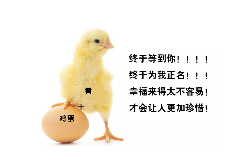 营养|被冤枉的鸡蛋黄告诉你：一天最多可以吃几个鸡蛋？