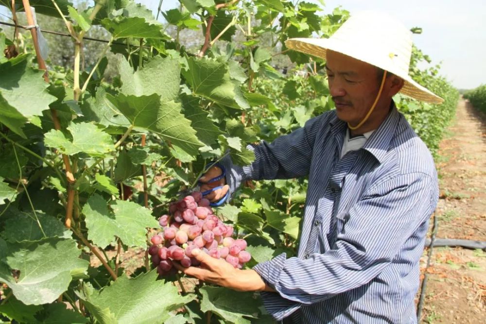 头屯河农场|头屯河农场出了位“草帽诗人”，你知道他的故事吗？