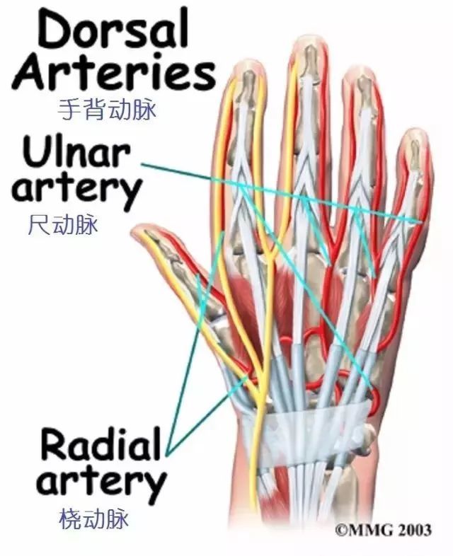为手部供血的大血管多与神经伴行.