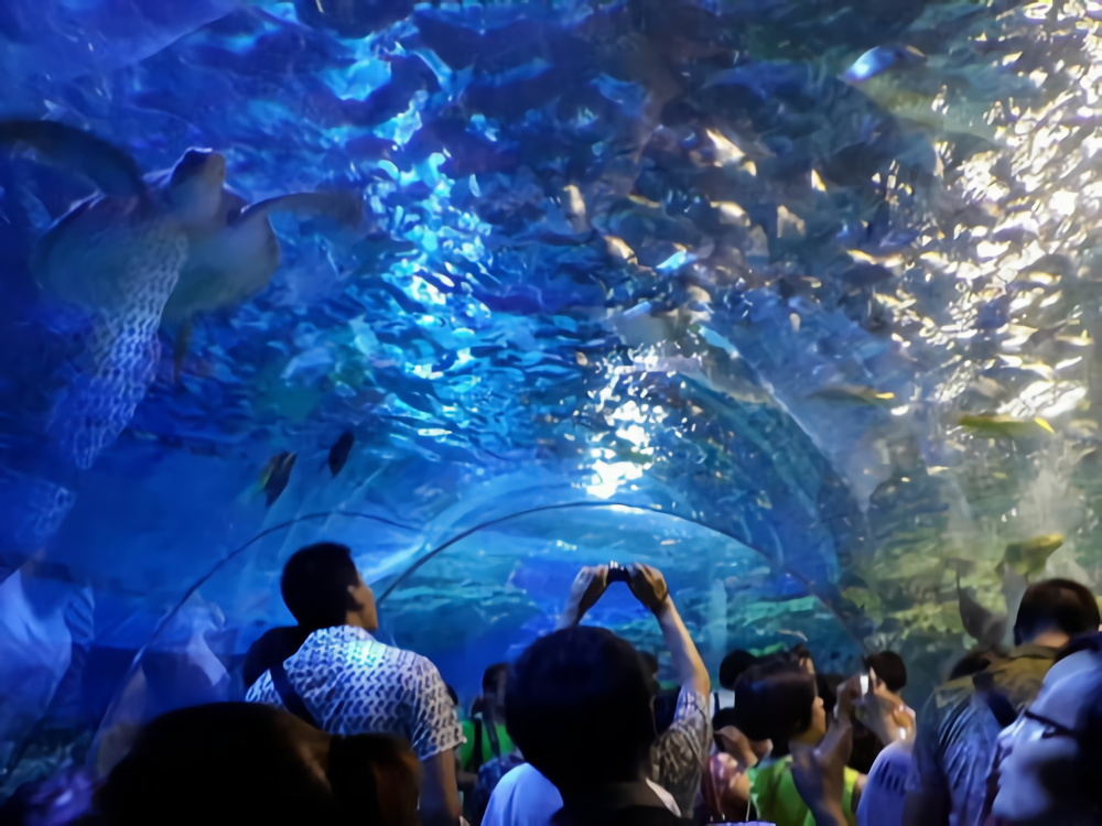 【突发】福建某鲨鱼馆发生致人死亡事故!已成立调查组