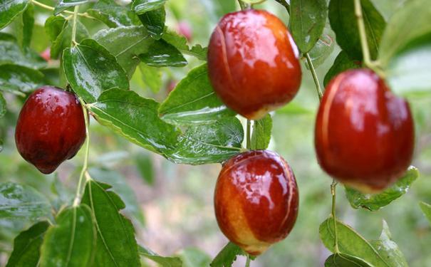 尤其是一场雨过后,树叶还滴着水,一颗颗红彤彤的大枣被雨水洗过,晶莹