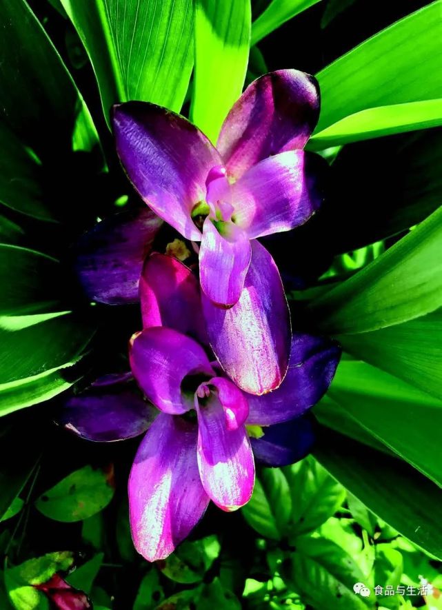 慢慢看懂一朵姜荷花