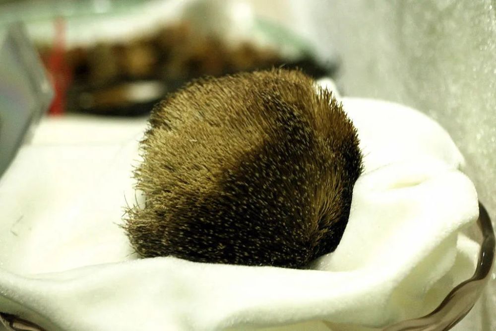 麝香猫|麝香、灵猫香、海狸香，这些动物的味道何以成为欧洲人的心头好？