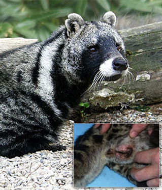 麝香猫|麝香、灵猫香、海狸香，这些动物的味道何以成为欧洲人的心头好？