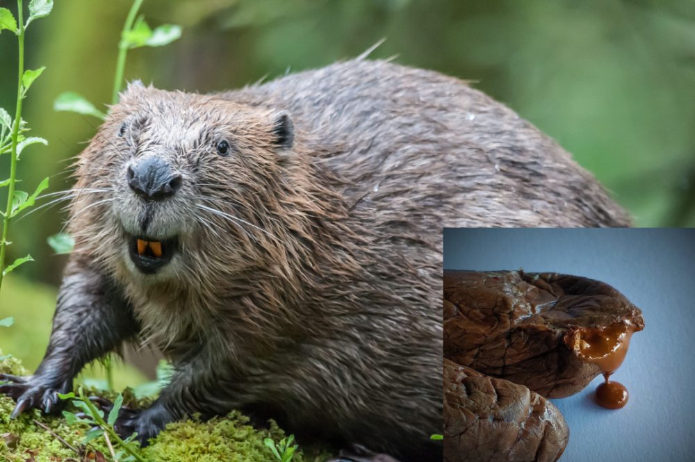 麝香猫|麝香、灵猫香、海狸香，这些动物的味道何以成为欧洲人的心头好？