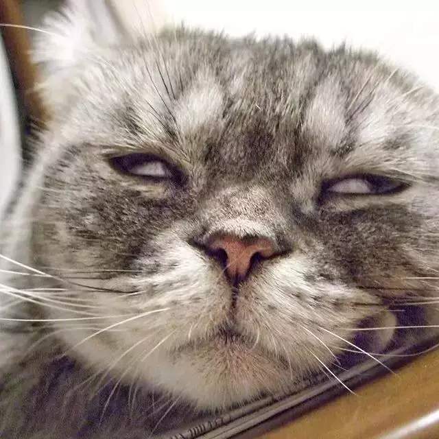 猫咪"打瞌睡"的时候,有多萌?