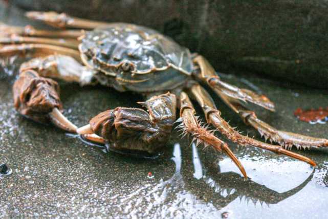 驰名中外的白荡湖大闸蟹作为枞阳县"十大美食"之一,以其"肥""大""腥""