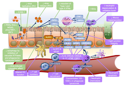病毒|重磅：阿奇霉素类抗生素治疗病毒感染性疾病综述