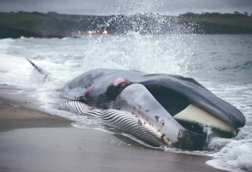 声呐|鲸为什么会搁浅？