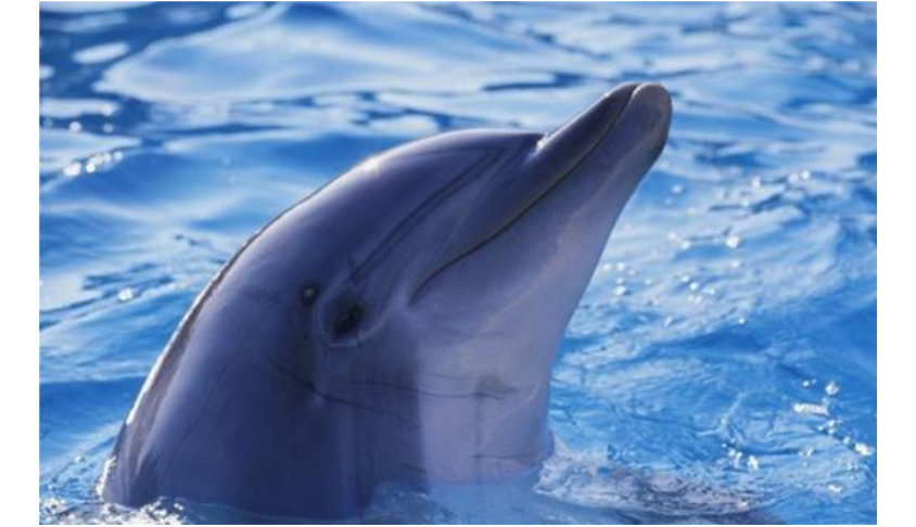 海外故事 小孩变身海豚 懂得海豚的语言 背后隐藏着一个大阴谋 腾讯新闻