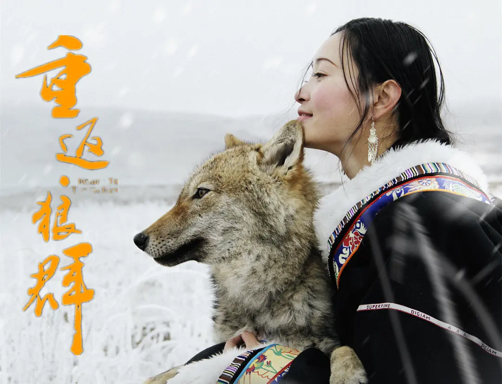 李微漪|养大了一头狼然后放生，给它爱也给它自由