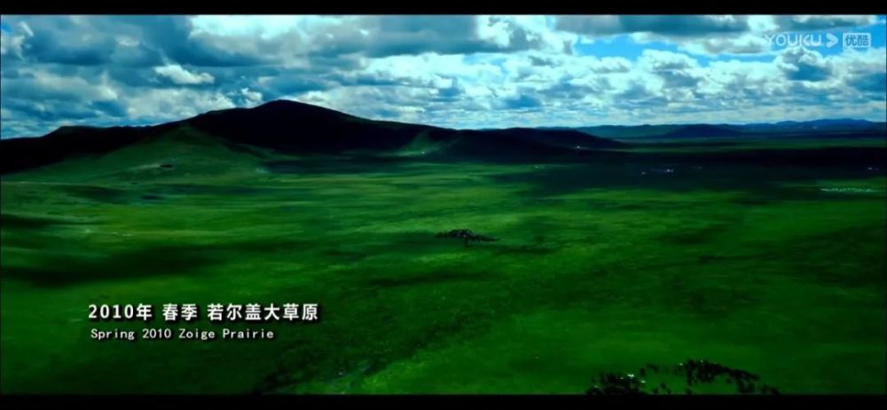 李微漪|养大了一头狼然后放生，给它爱也给它自由