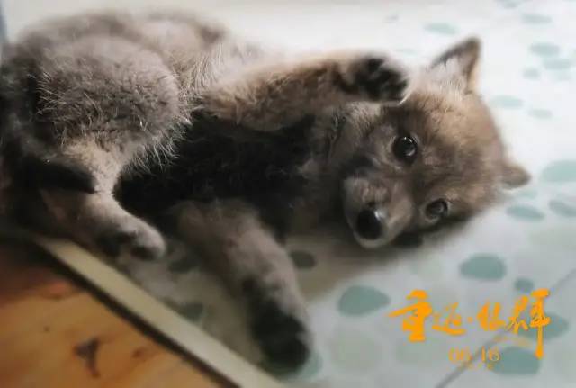 李微漪|养大了一头狼然后放生，给它爱也给它自由