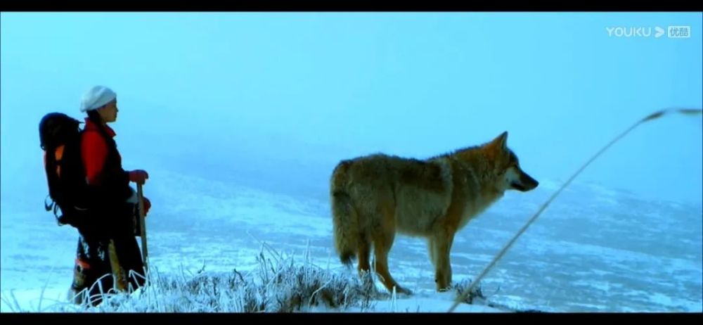 李微漪|养大了一头狼然后放生，给它爱也给它自由