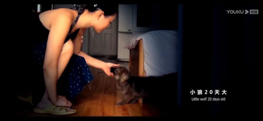 李微漪|养大了一头狼然后放生，给它爱也给它自由