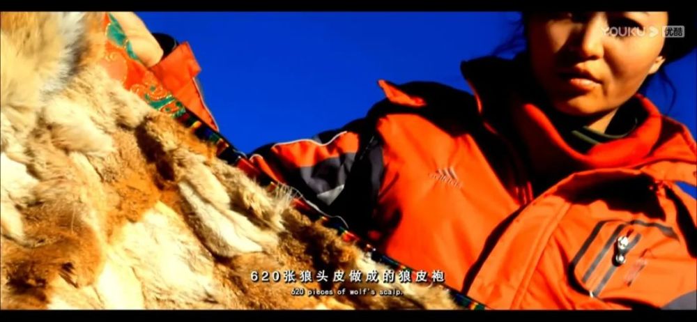 李微漪|养大了一头狼然后放生，给它爱也给它自由