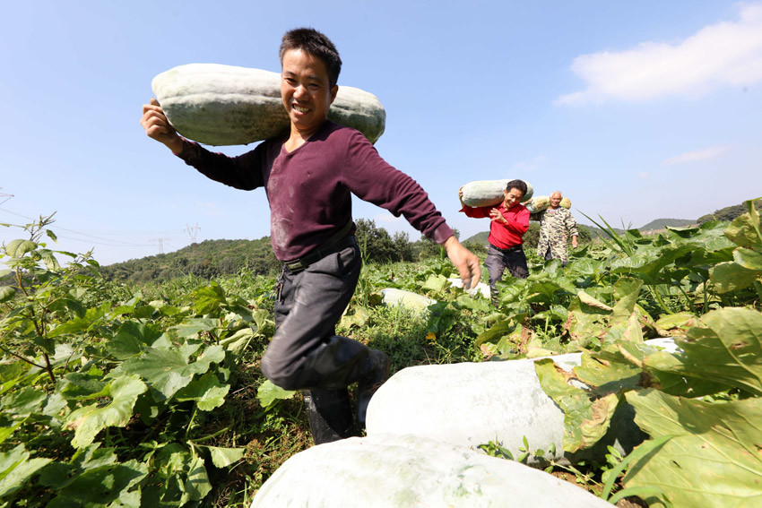 10月10日,在江西省撫州市東鄉區圩上橋鎮後溪村扶貧冬瓜種植基地,當地