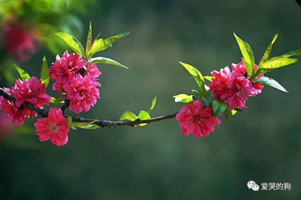 全唐诗|《全唐诗》里很美的一首诗，只是那么淡淡着笔，每一句都如诗如画