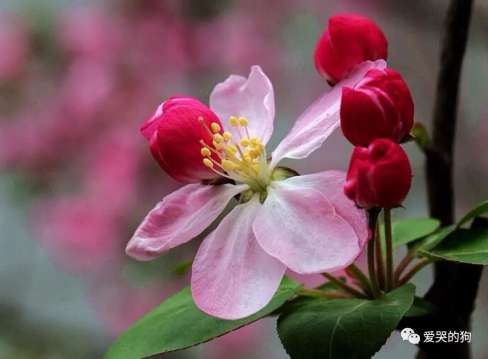 全唐诗|《全唐诗》里很美的一首诗，只是那么淡淡着笔，每一句都如诗如画