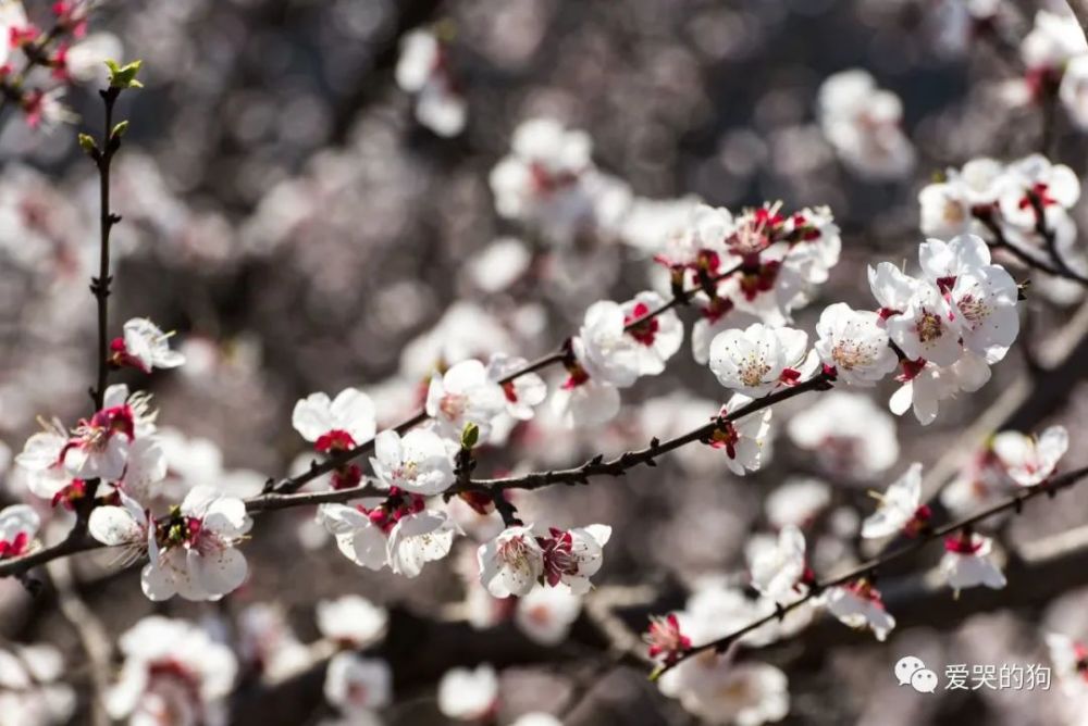 全唐诗|《全唐诗》里很美的一首诗，只是那么淡淡着笔，每一句都如诗如画