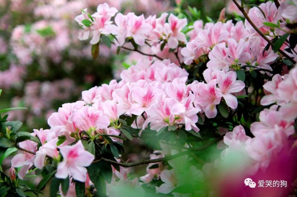 全唐诗|《全唐诗》里很美的一首诗，只是那么淡淡着笔，每一句都如诗如画