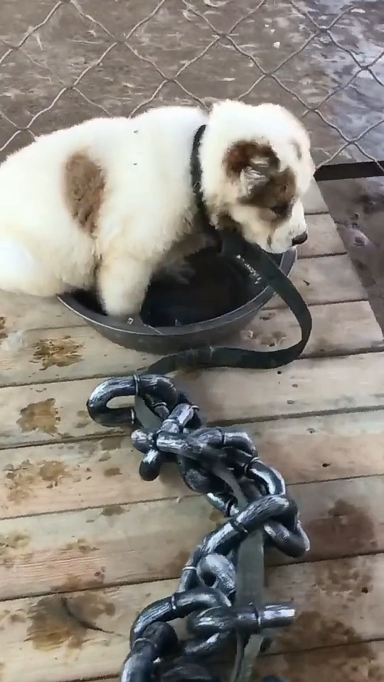 铲屎官|院内贴有“内有猛犬”字样，靠近看清后：这不是欺负老实人嘛