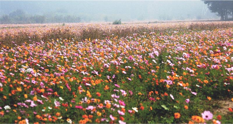 青云店镇|北京大兴青云店镇花海绽放，花期60天