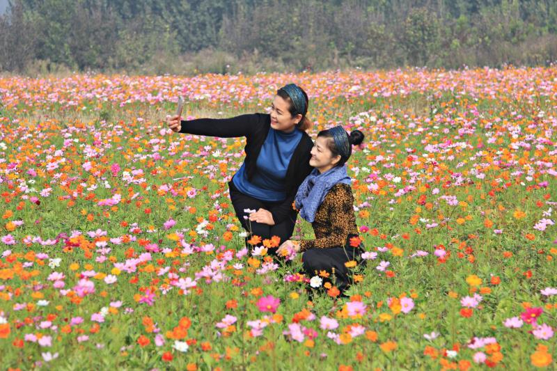 青云店镇|北京大兴青云店镇花海绽放，花期60天