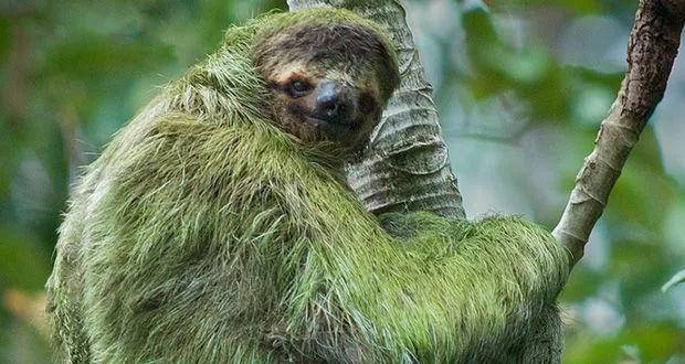 那如此懒的三趾树獭,是如何在弱肉强食的自然法则面前生活到现在的呢?