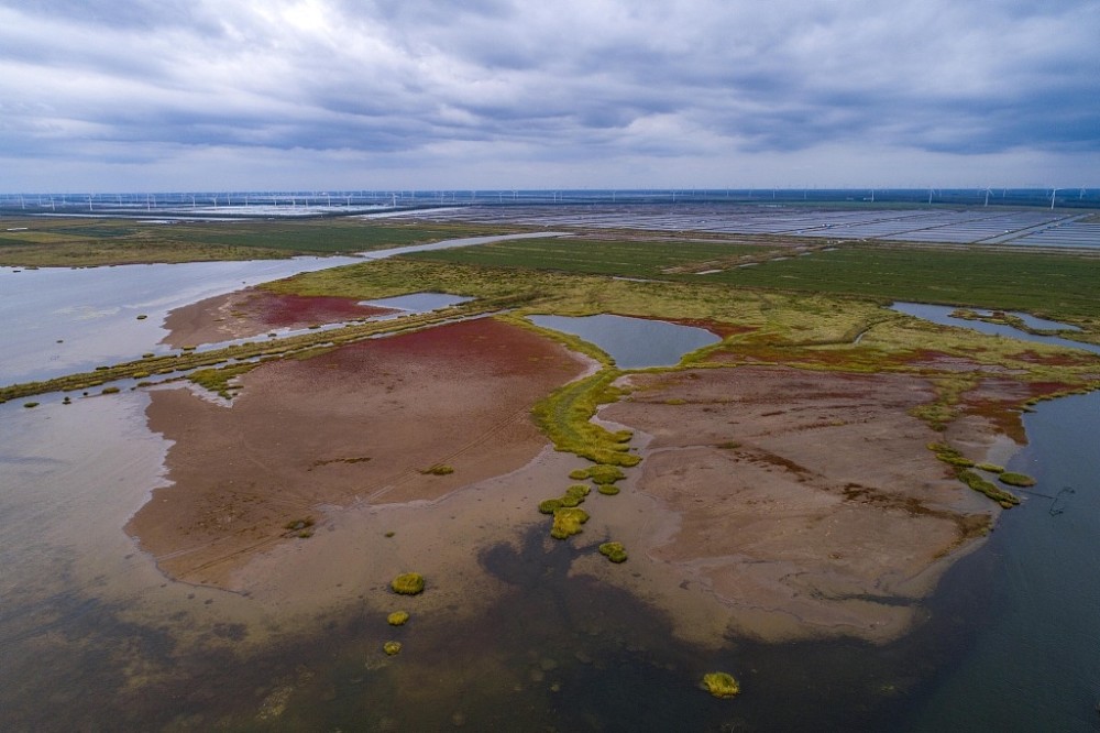 江苏盐城条子泥湿地盐蒿铺就红地毯对小青脚鹬及其它濒危水鸟重要性