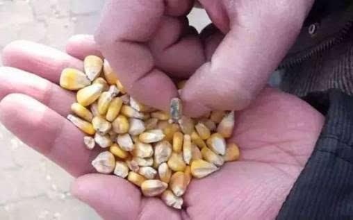 蛋鸡|新玉米又上市啦！蛋鸡养殖中要了解新玉米不能直接使用