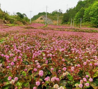 民间草药头花蓼