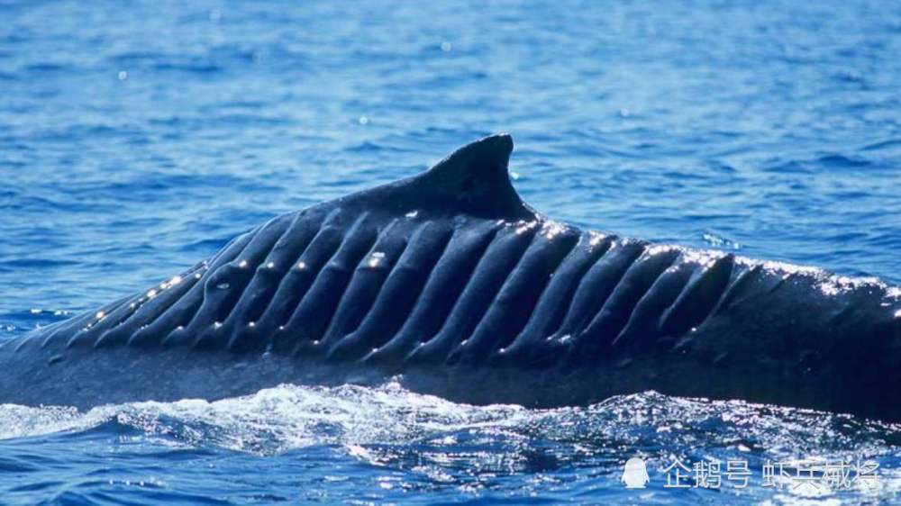 航母|航母螺旋桨威力有多巨大？看看这些海洋动物就知道了