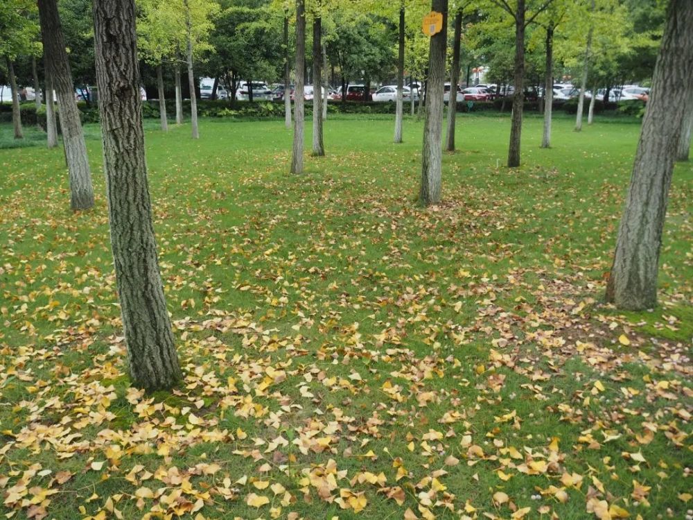 东城|繁花落尽秋风里，东城秋色别样浓