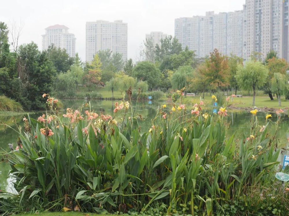 东城|繁花落尽秋风里，东城秋色别样浓