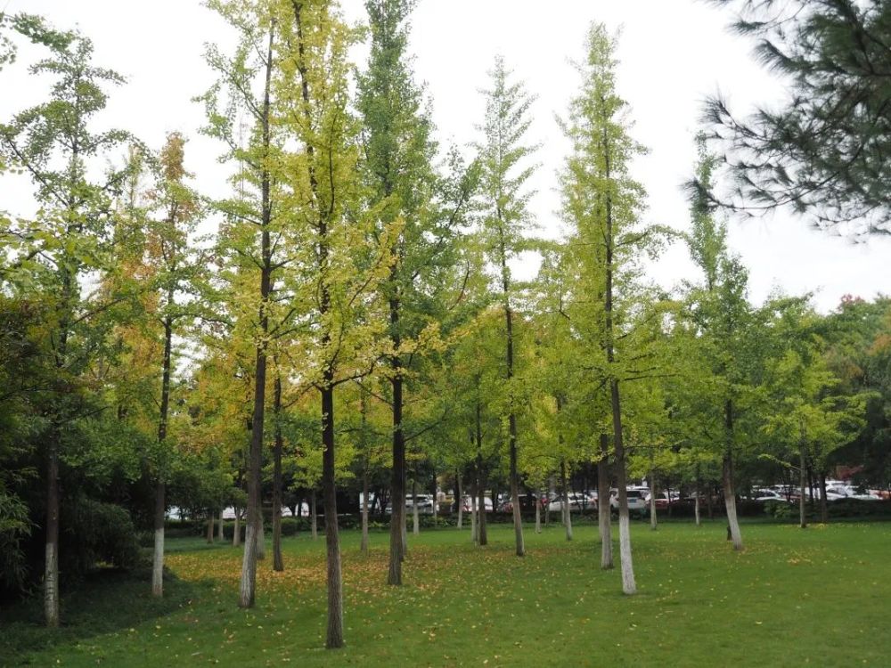 东城|繁花落尽秋风里，东城秋色别样浓