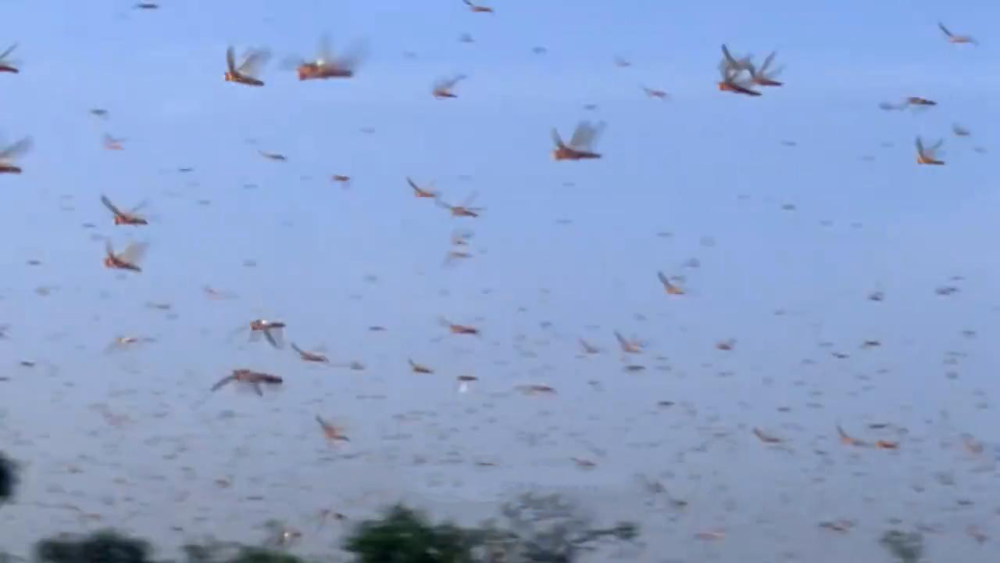 新冠病毒|2020年全球发生的灾难，背后真相究竟是什么？我们该何去何从