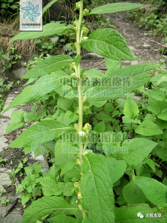 首,麦句姜,虾蟆蓝,天芜菁,天门精,玉门精,彘颅,蟾蜍兰,觐,地菘,天蔓菁