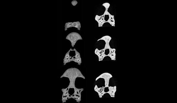 阿瑟·史密斯·伍德沃德|进化史最大的骗局，误导人类40年，人类起源于哪里？