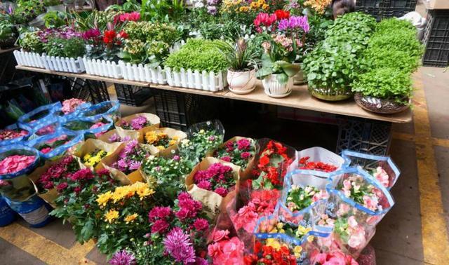 新手养花第一课 5大分类弄清楚 不用师傅就上手 花卉 草本花卉 球根花卉 仙人掌 宿根花卉