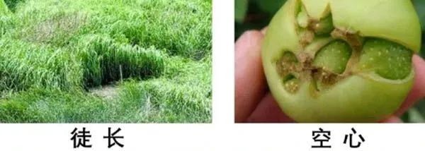 肥料|严查！卖这些肥料就是违法，最高判无期徒刑！