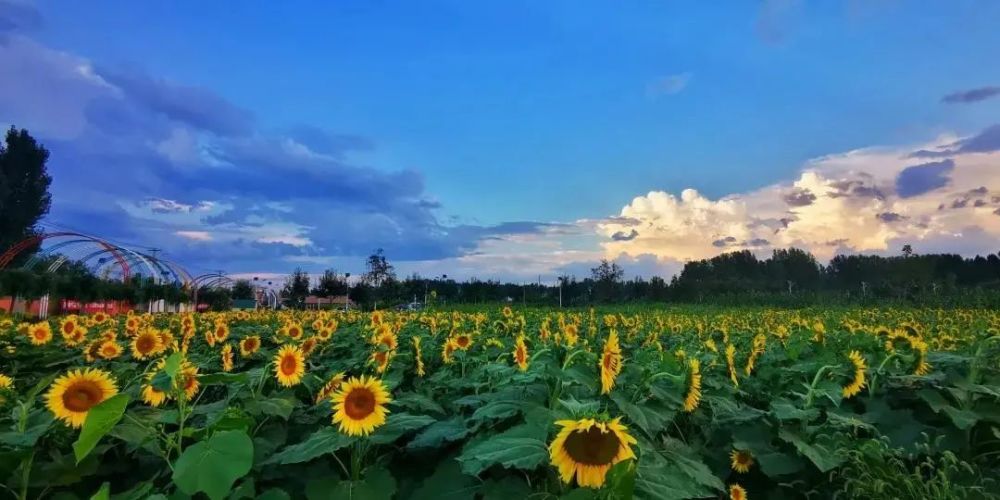 平谷|平谷这个村养殖小区全部拆除，变成油葵田！