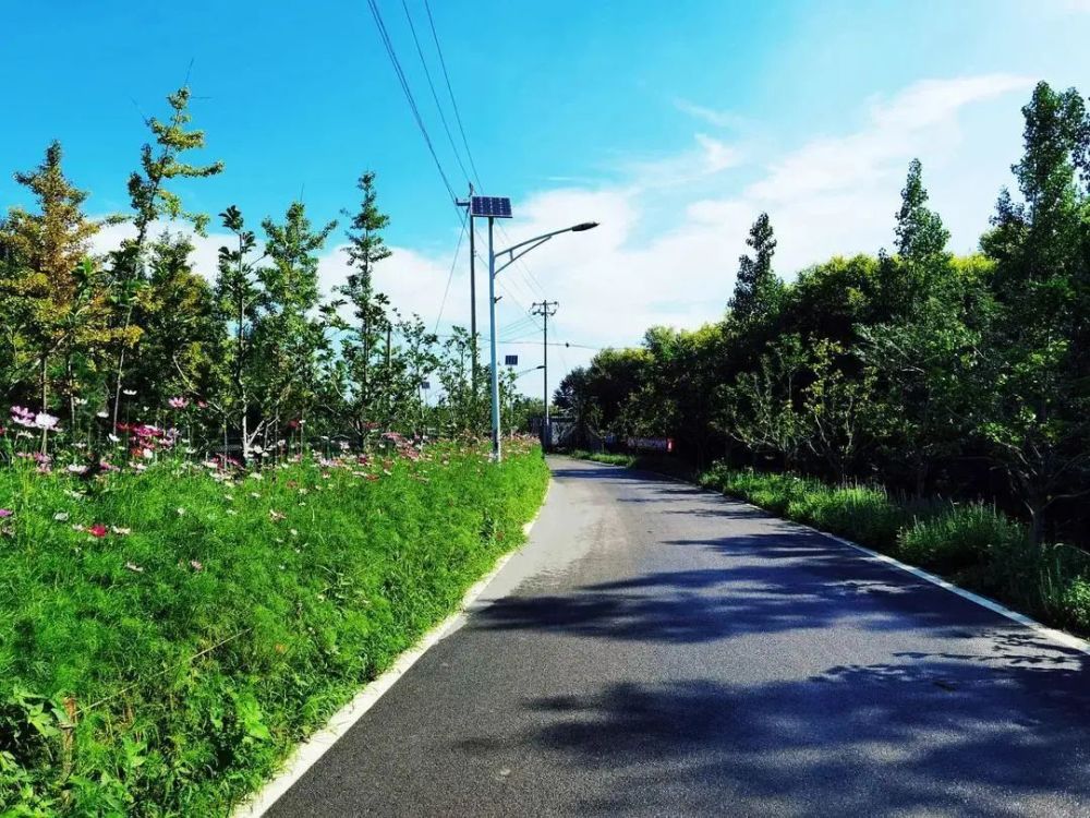 平谷|平谷这个村养殖小区全部拆除，变成油葵田！