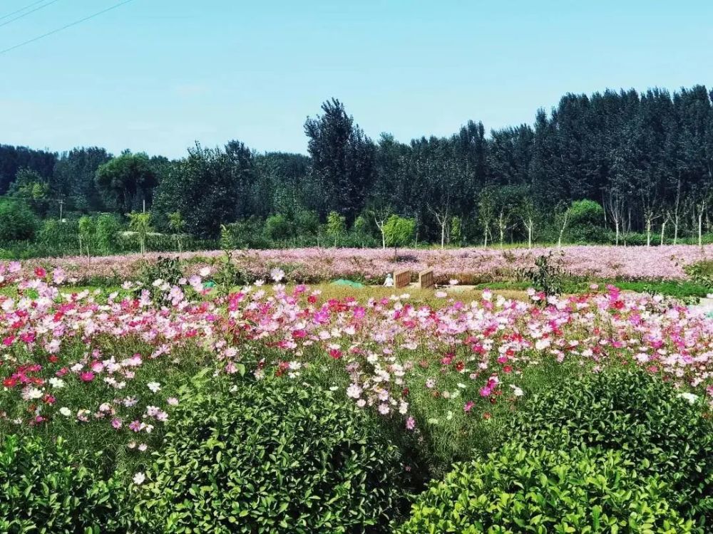 平谷|平谷这个村养殖小区全部拆除，变成油葵田！