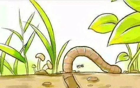 我是一条来自土壤的蚯蚓,为人们松土.