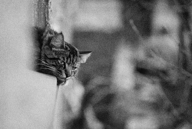 街拍流浪猫12年,这些黑白照片刺痛了每一颗善良的心